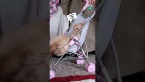 Cats Ride Doll Strollers || ViralHog