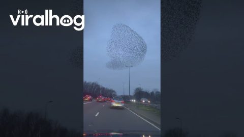 Mesmerizing Starling Murmuration || ViralHog