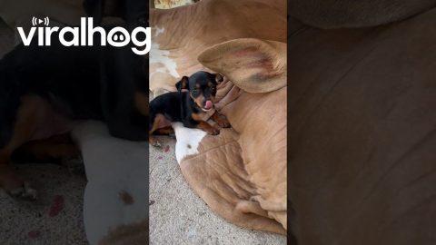 Little Puppy Loves On Wrinkly Cow || ViralHog
