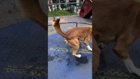 Dog Loves Spinning on the Merry-Go-Round || ViralHog