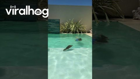 Capybara Swims in Pool || ViralHog