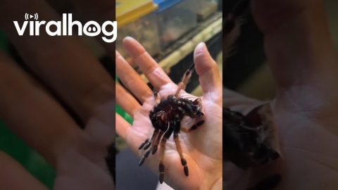 My Mom Thought There Were Two Tarantulas || ViralHog