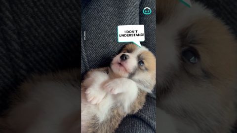 Cutest Corgi Puppy Talks Back || ViralHog