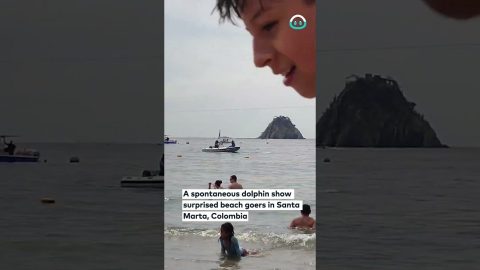 Dolphins Dance for Beachgoers || ViralHog