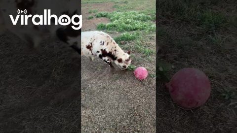 Calf Plays with their Favorite Ball || ViralHog
