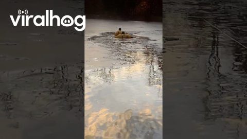 Volunteer Fire Department Rescues Dog In Freezing Lake || ViralHog