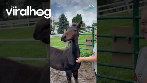 Horse Loves A Good Scratch || ViralHog