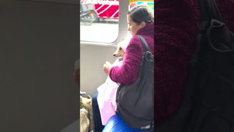 Fur Baby Bus Ride || ViralHog