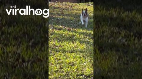 Boston Terrier Gets Stuck In Fence || ViralHog