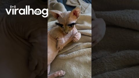 Hairless Cat With Lucious Lashes || ViralHog