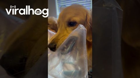 Golden Retriever Bites Into Balloon || ViralHog