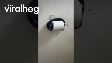 Snake Protects Toilet Paper || ViralHog