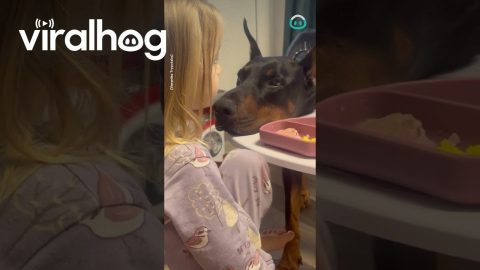 Dobermann Wants Little Human To Play || ViralHog