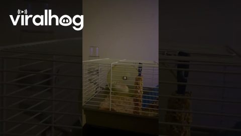 Hamster Fails At Top Speed || ViralHog