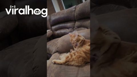 Kitten Surprised By Older Cat's Sudden Sneeze || ViralHog