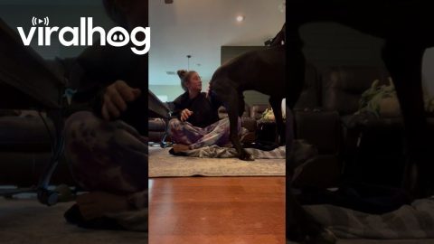 Great Dane Sits On Owner's Back || ViralHog