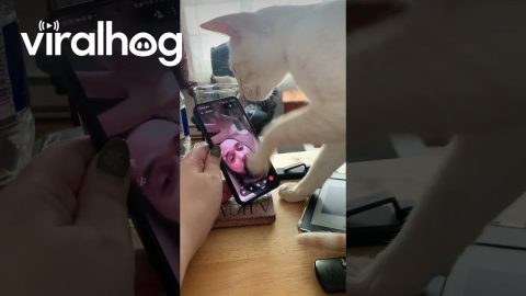 Cat Paws At Owner Stuck In Phone || ViralHog