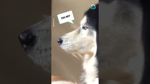 Husky Side Eyes Paw Touching || ViralHog