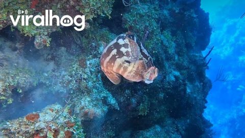 Grouper Eats a Lionfish Off Diver's Spear || ViralHog