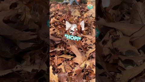 Kitten Jumps through Autumn Leaves || ViralHog