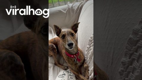Greyhound Ears React To Commands || ViralHog