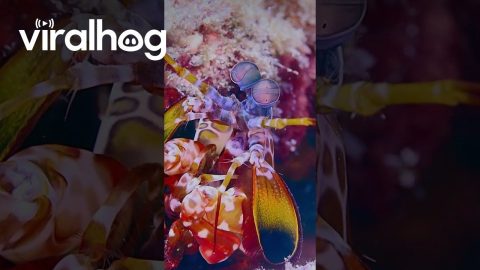 Flashy Peacock Mantis Shrimp || ViralHog
