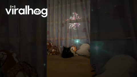 Cat Chills Wide-Eyed During New Year's Eve Fireworks || ViralHog