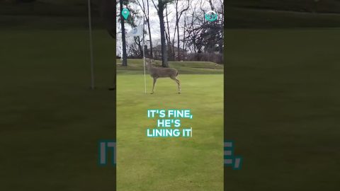 Wild Deer Wants To Help Golfer || ViralHog