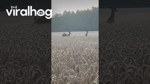 Two Buck Deer Prancing Through a Wheat Field || ViralHog
