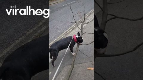 Bull Terrier Carries Massive Branch Down Street || ViralHog