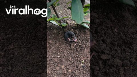 Mole Emerges From Dirt || ViralHog
