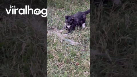 Tuxedo Kitten Hunts Wild Water || ViralHog