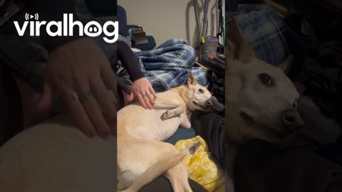 Dexterous Doggo Deftly Evades Touch || ViralHog
