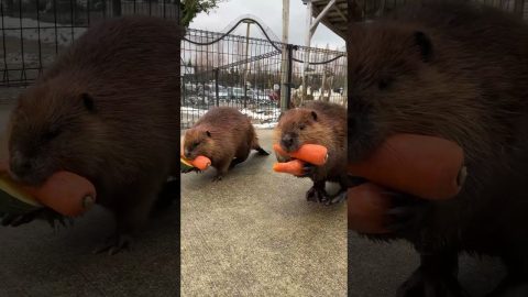Beavers Bringing Their Vegetables Home || ViralHog
