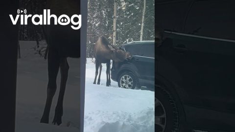 Moose Car Wash || ViralHog
