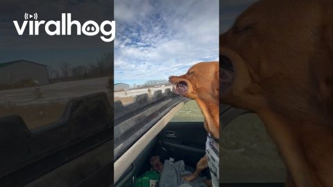Dog Loves Winter Breeze From Sunroof || ViralHog