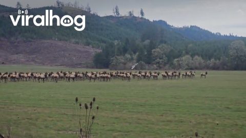 Massive Elk Crossing || ViralHog