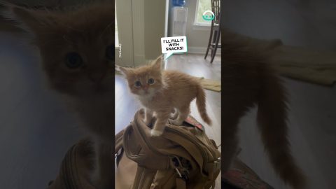 Kitty Claims Giant Backpack || ViralHog