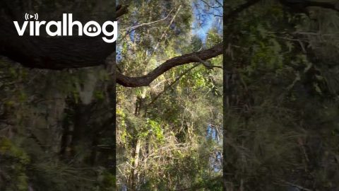 Kookaburra Steals Golf Ball || ViralHog