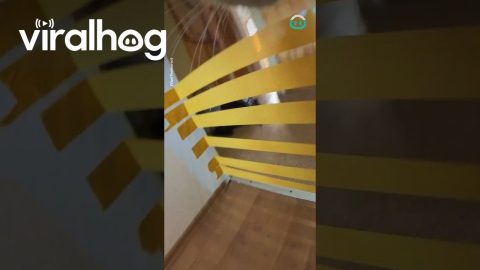 Play From A Cat's POV || ViralHog