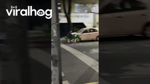 Dinosaur Ride Cruises Down Street || ViralHog