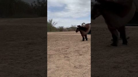 Jack Russell Terrier Cowboy Dog || ViralHog