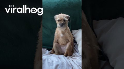 Look at How My Dog Sits || ViralHog