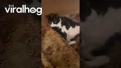 Tuxedo Cat Chills On Basement Steps || ViralHog