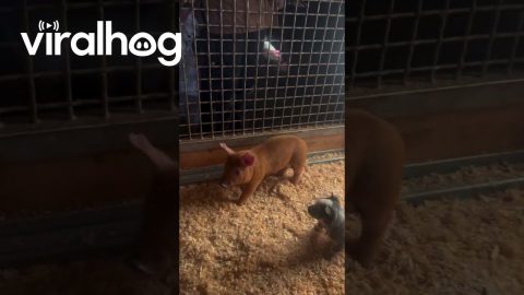 Herding Puppy's First Day on the Job || ViralHog