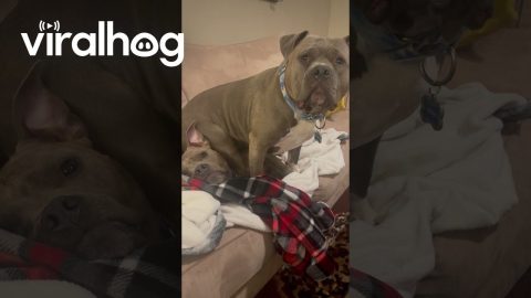 Sassy Dog Sits On Sister || ViralHog