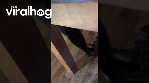Hanging in There for a Bit of Chicken || ViralHog