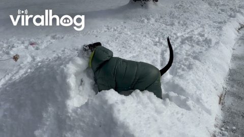Pittie Plays in Fresh Fluffy Snow || ViralHog