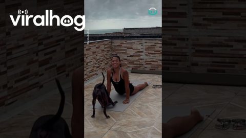 Dog Joins The Yoga Session || ViralHog