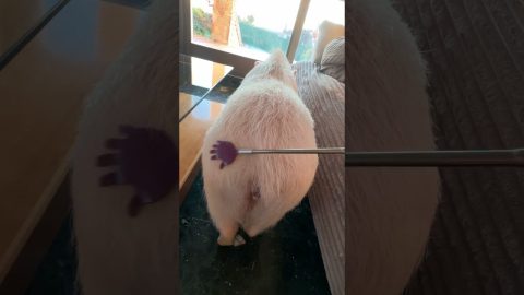 Scratching Roxy The Pig's Rump || ViralHog